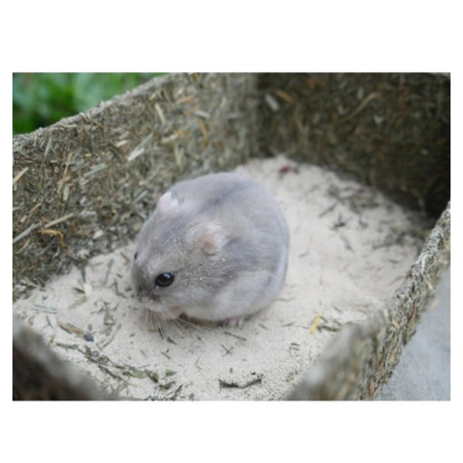 Rosewood Rollin Rodent
Sand Bath
