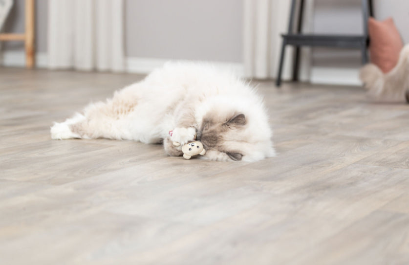Catnip Bears