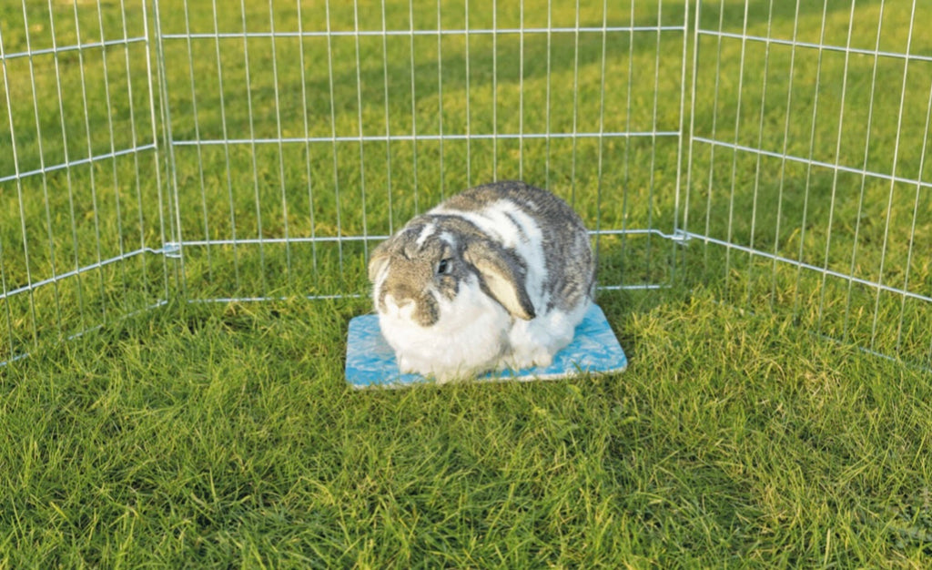 Cooling Plate For Rabbits