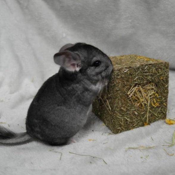Hay Cube medium