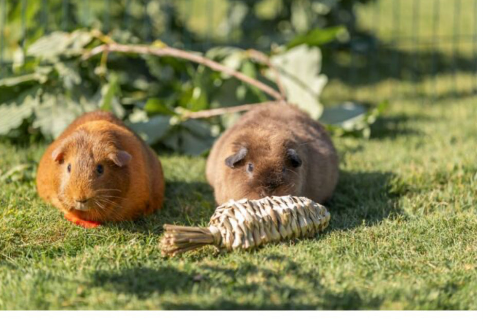Grassy Carrot toy