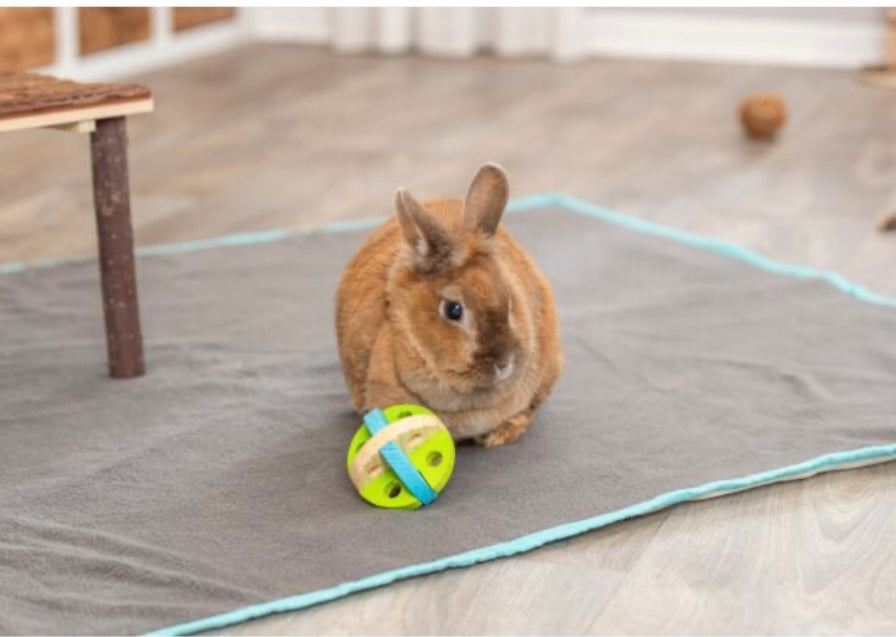 Play and Snack Ball