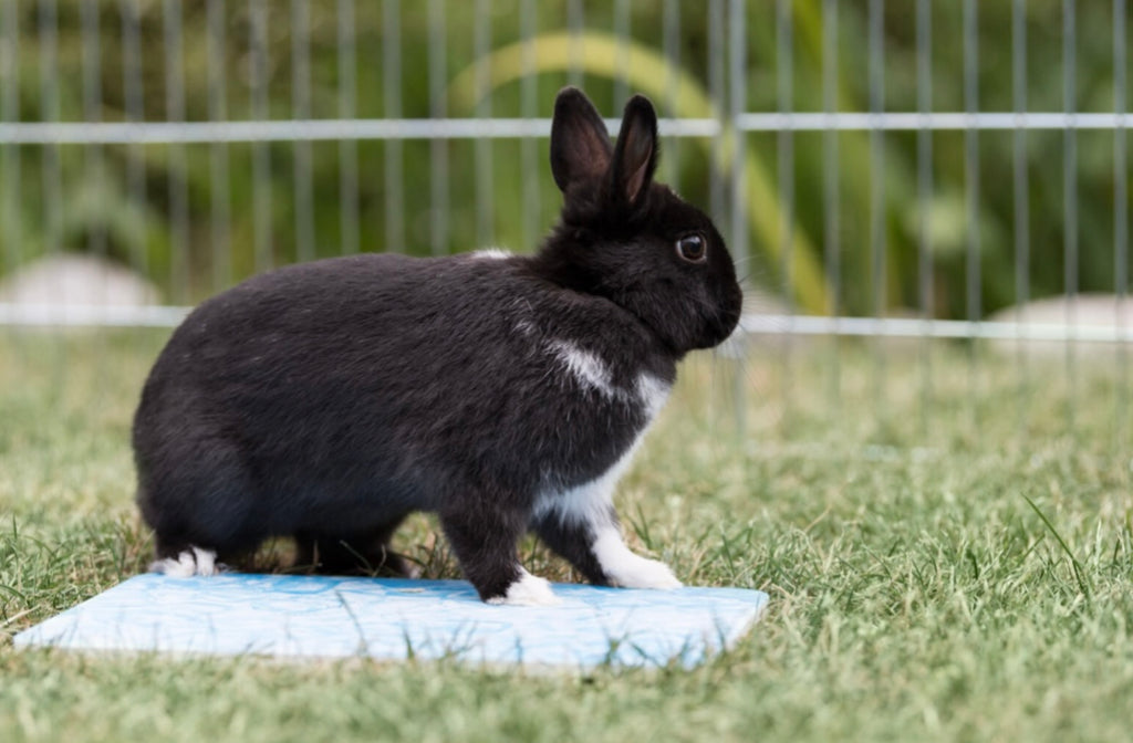 Cooling Plate for Guineapigs & Small Rabbits