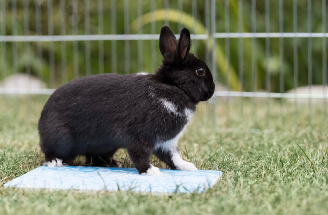 Cooling Plate for Guineapigs & Small Rabbits