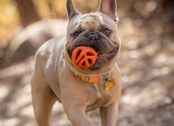 Chuckit air fetch medium 2pack