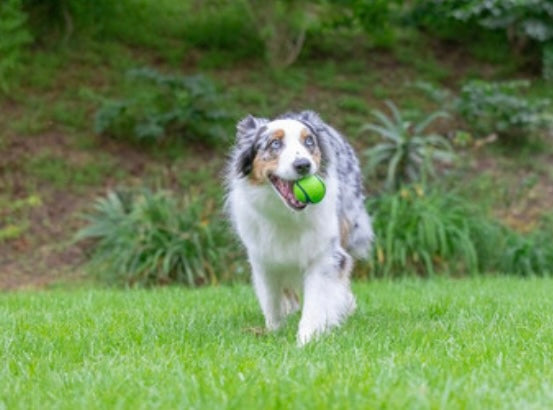 Chuckit Sniff Balls medium 2pack