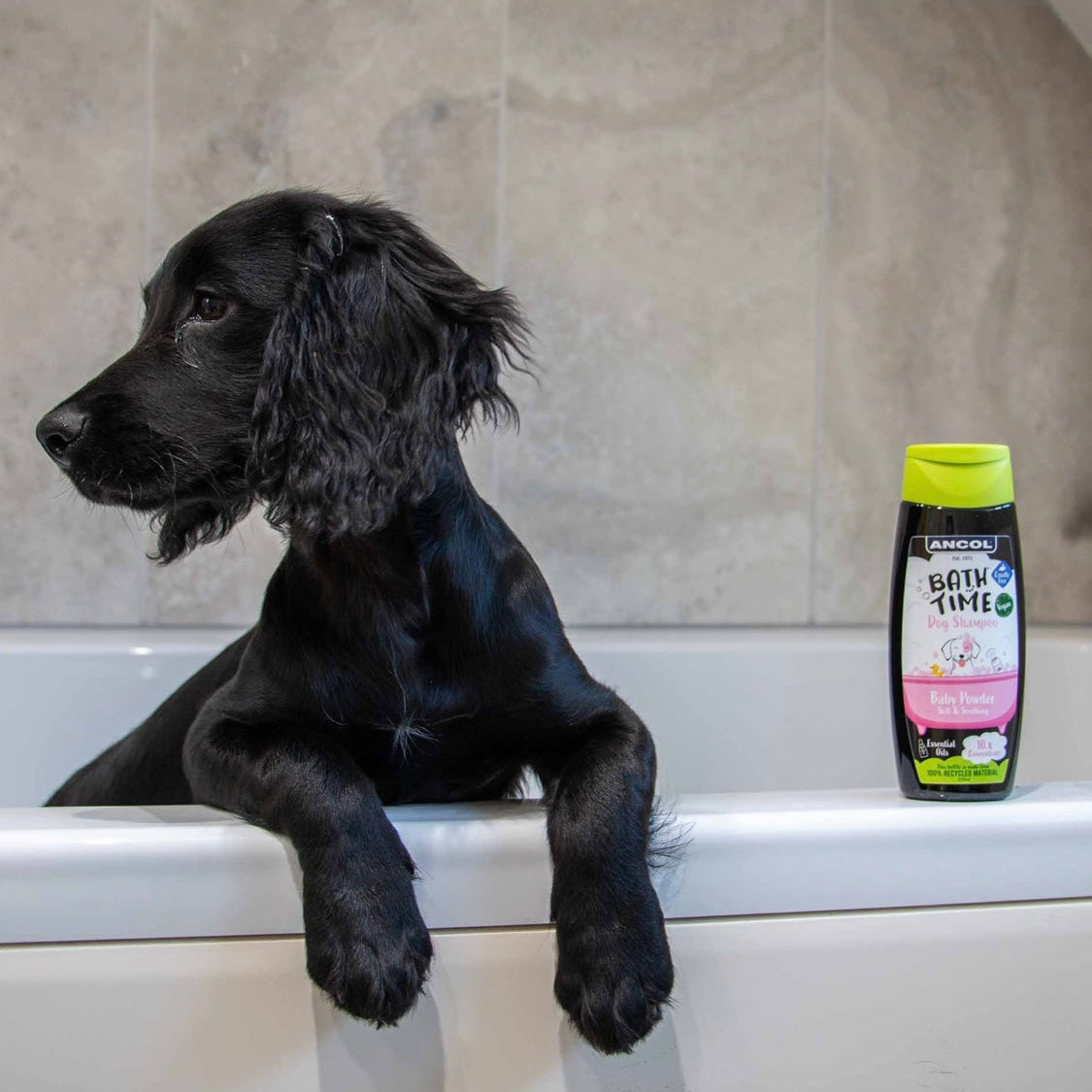 Ancol bath time baby powder dog shampoo 200ml